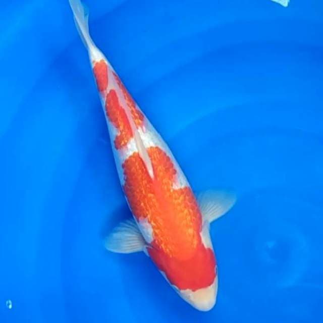 Ginrin full kohaku f1 calon jumbo siap show