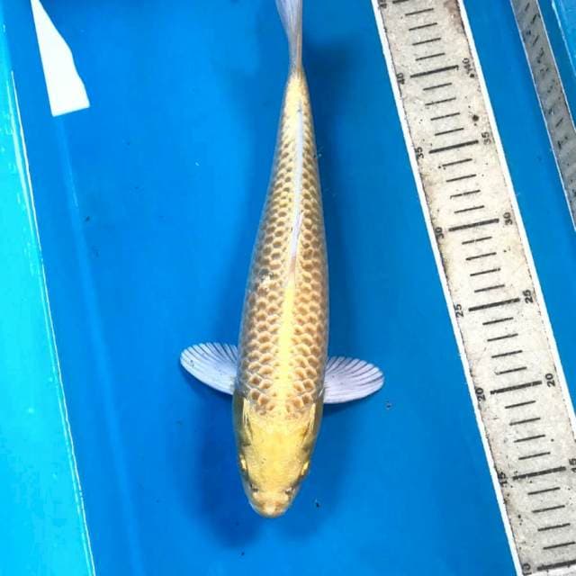 Yamabuki ogon, male 32 cm