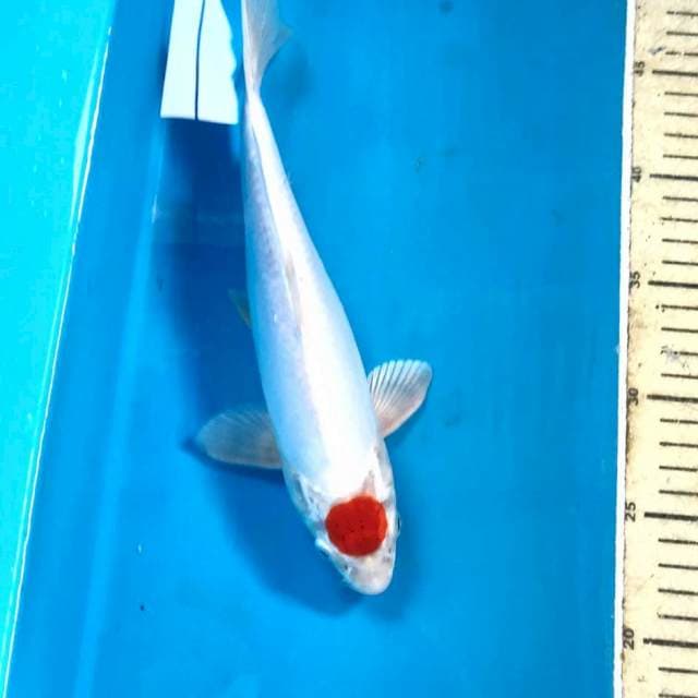 Tancho Kikushui, male 27 cm