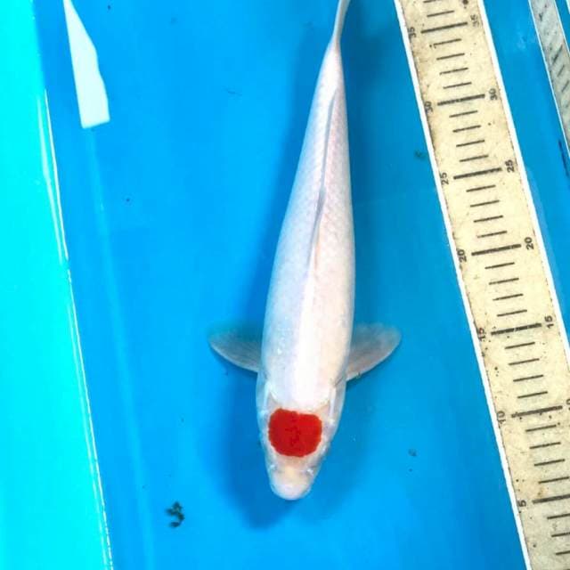 Tancho Kohaku, male 34 cm