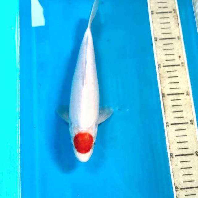 Tancho Kohaku, male 26 cm