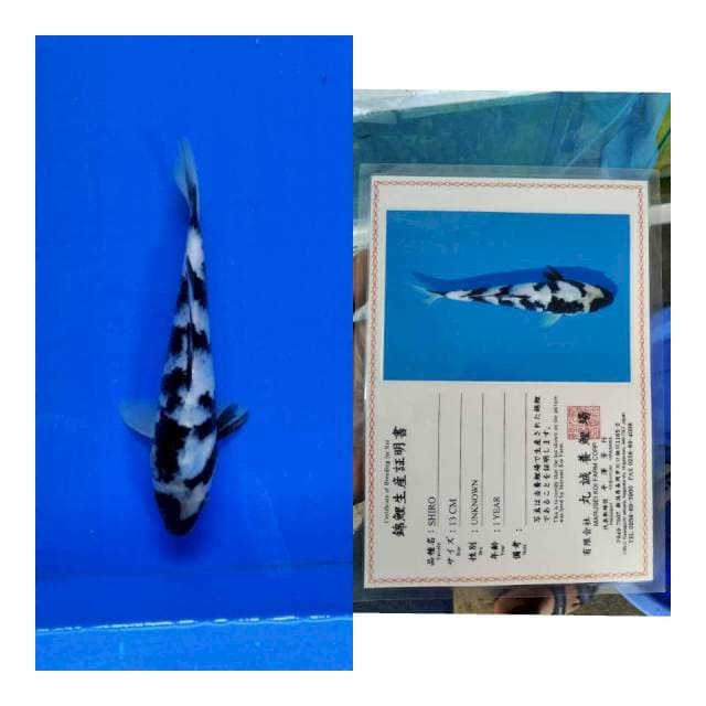Shiro MARUSEI