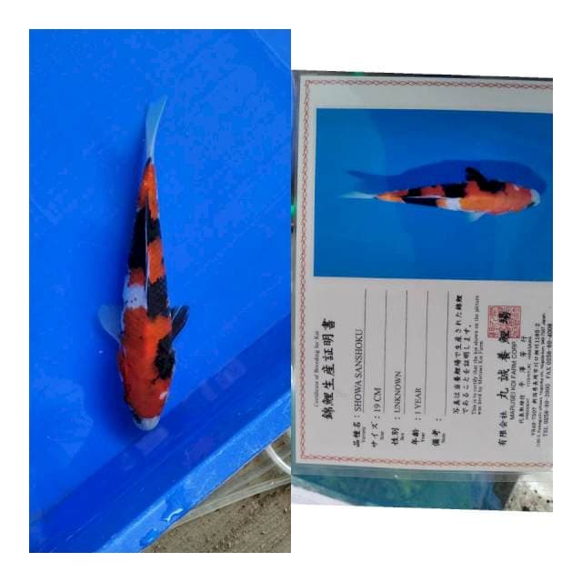 Showa MARUSEI