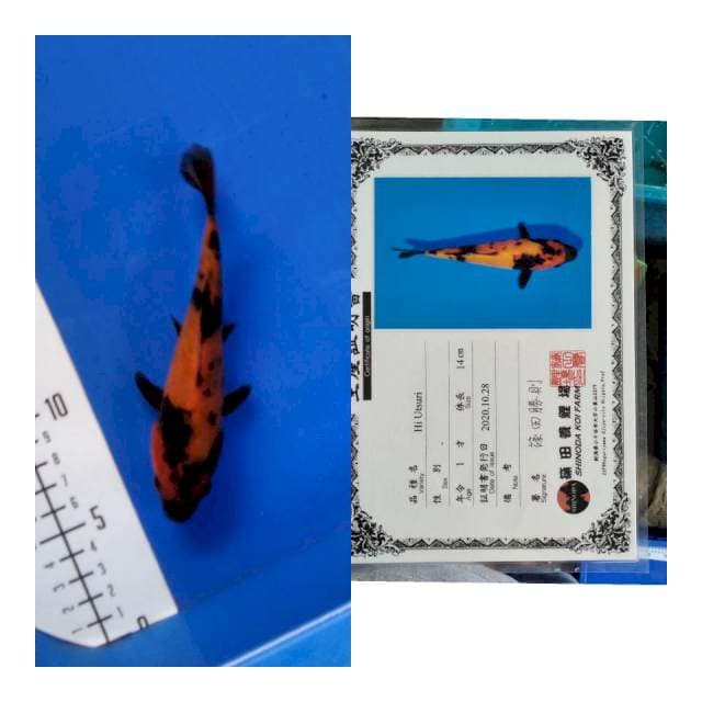Hiu shinoda