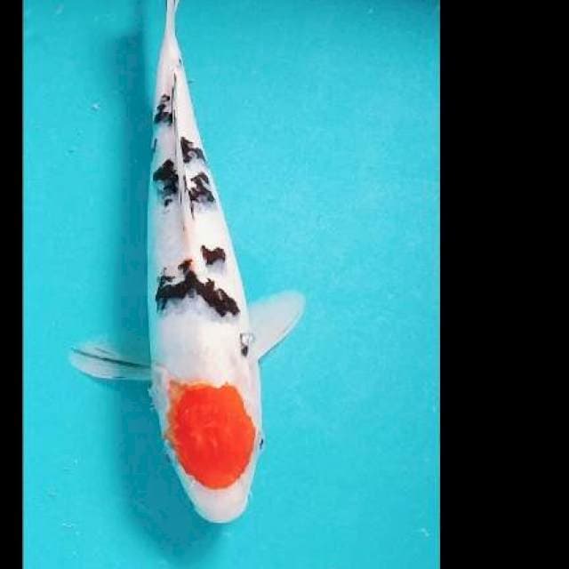 Tc sanke 29cm