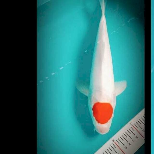 Tc KOHAKu 36cm