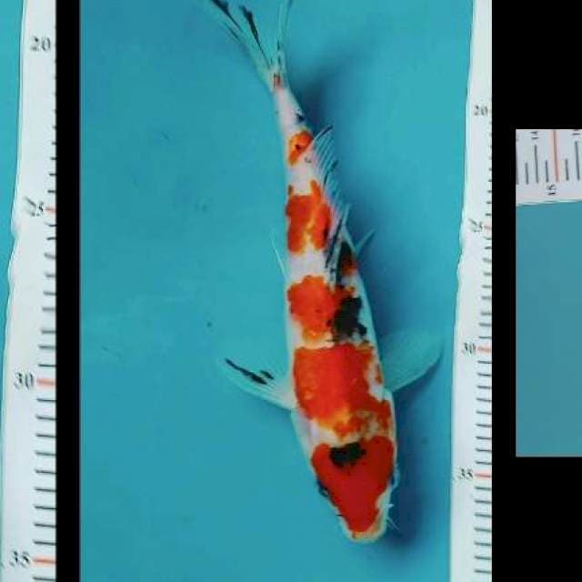 Sanke 23cm