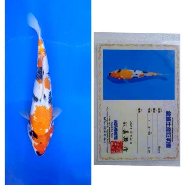 Showa Serti koshiji