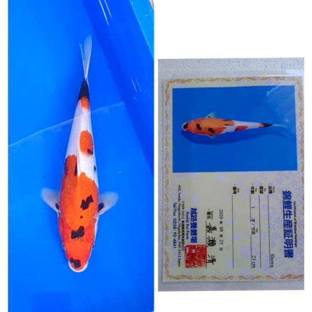 Showa Import Serti Koshiji