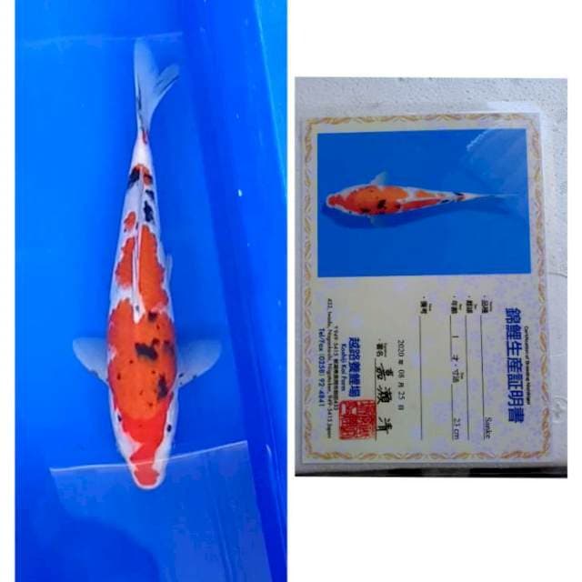 Sanke koshiji