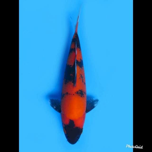 24cm Male , Hi Utsuri