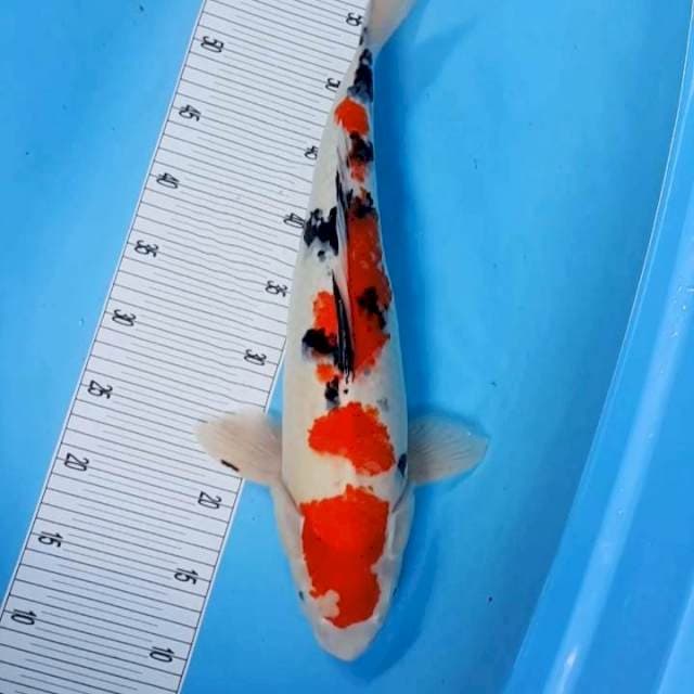 48CM Sanke Jumbo