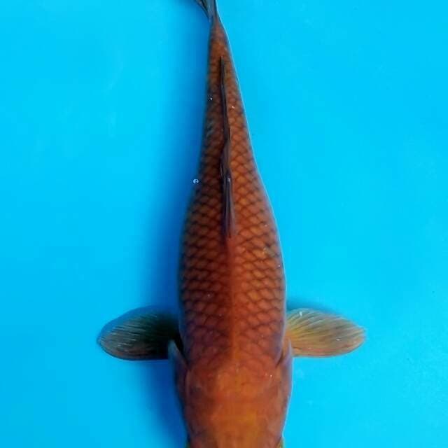 Cagoi Tembaga