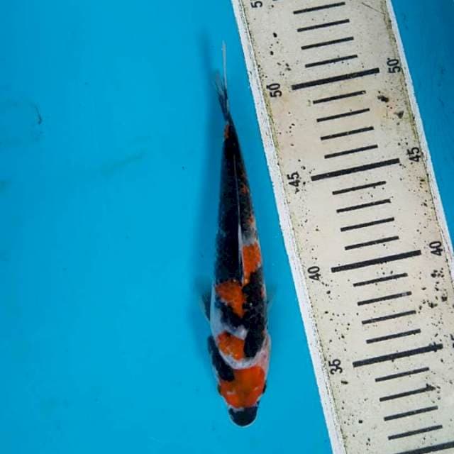 Showa 18cm