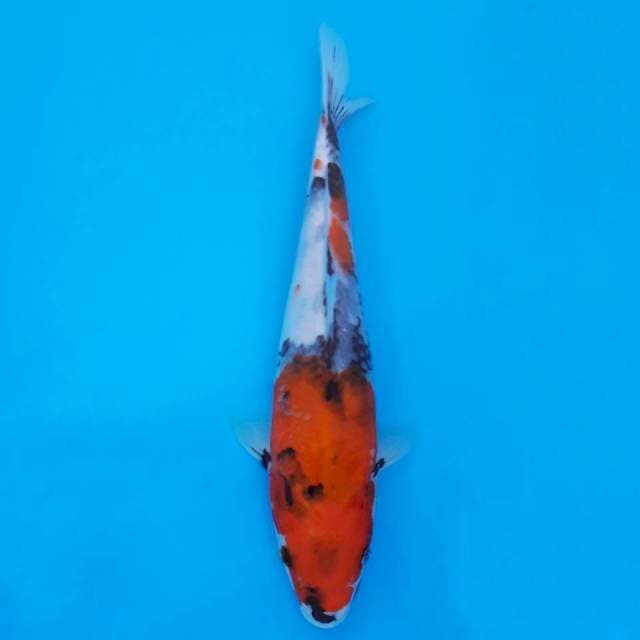 showa shansoku 25cm HQ