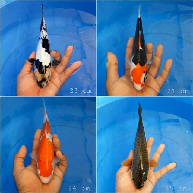 Paket 4 ekor mix