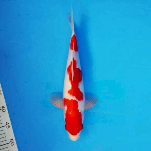 Kohaku