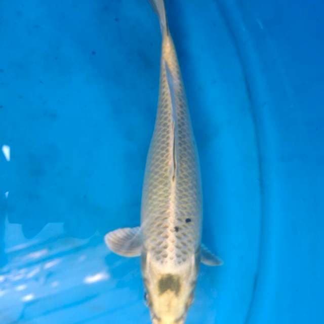 Ogón