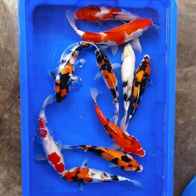 Paket kohaku showa shiro 25-30cm