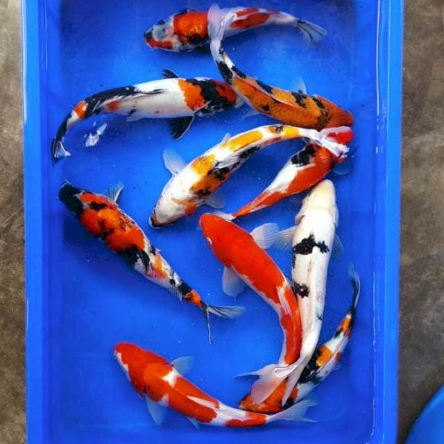 Paket kohaku showa shiro jozz 25-30cm