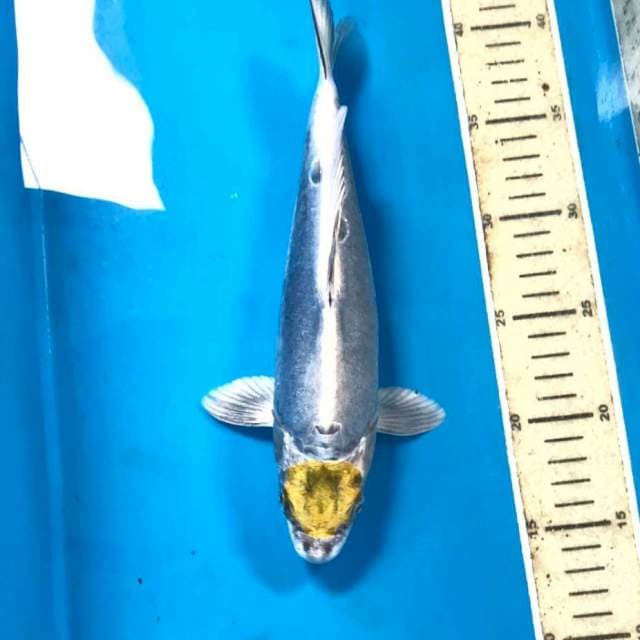 Tancho Kikokuryu, 27 cm