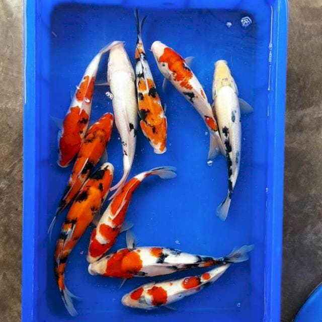 Kohaku showa shiro 25-30up