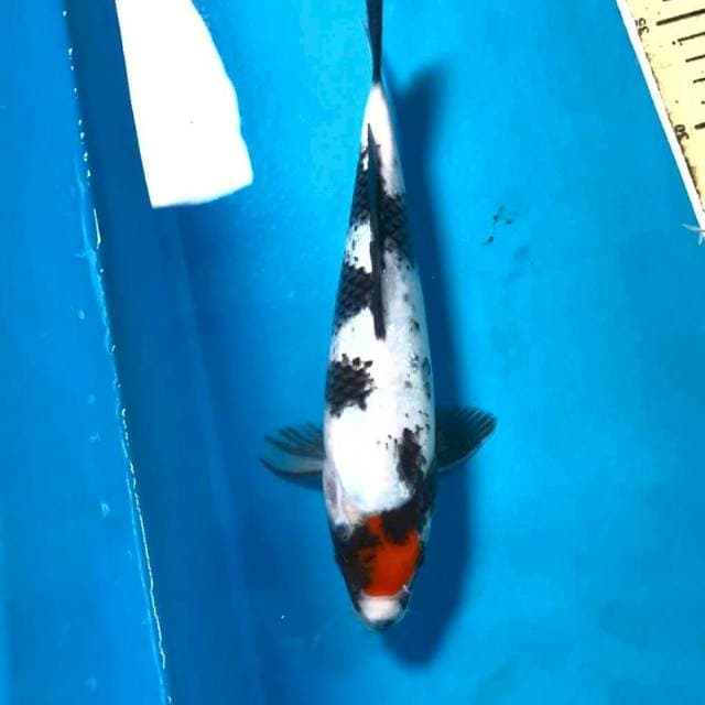 Tancho Showa, 26 cm