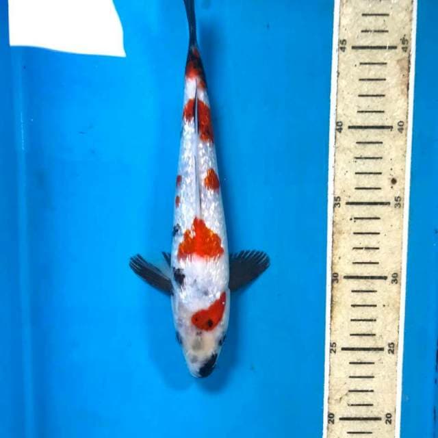 Kindai Showa Ginrin, 26 cm