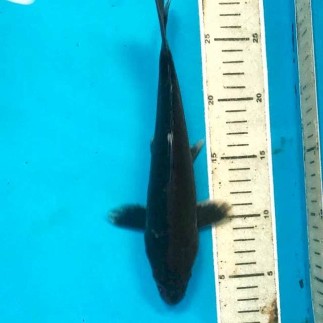 Hajiro, 26 cm