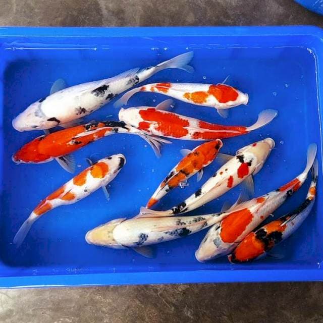 Paket kohaku showa shiro jozz 25-30cm