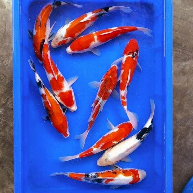 Showa shiro kohaku 25-30cm