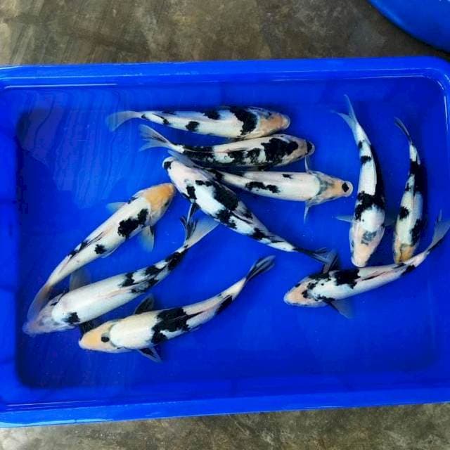 Shiro tategoi istimewa 25cm