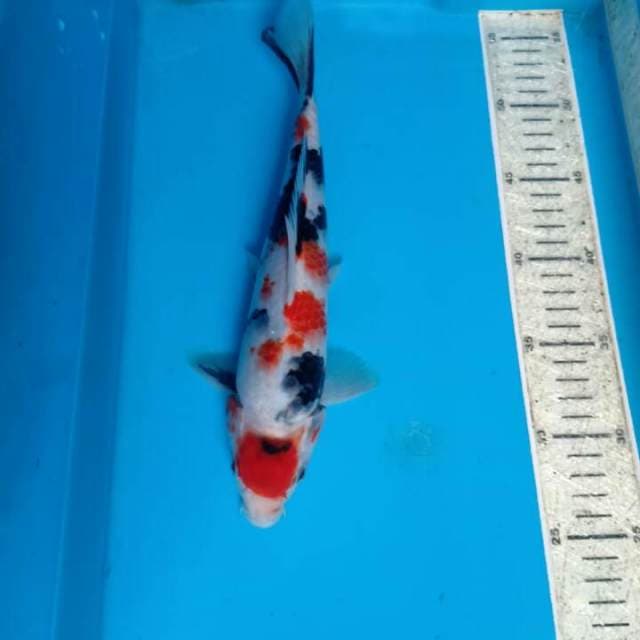 Sowa 29cm