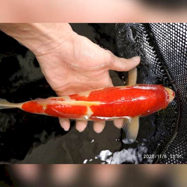 Kohaku RED