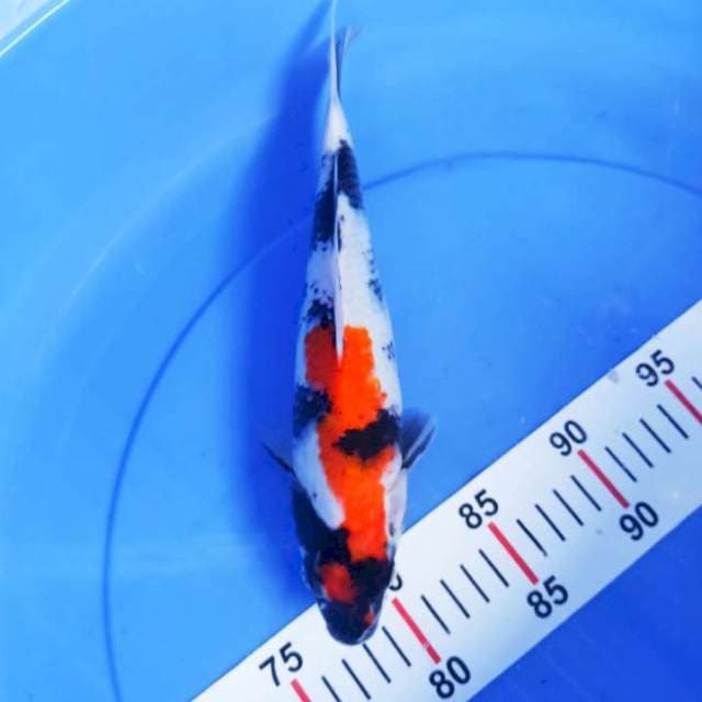 SHOWA 26CM