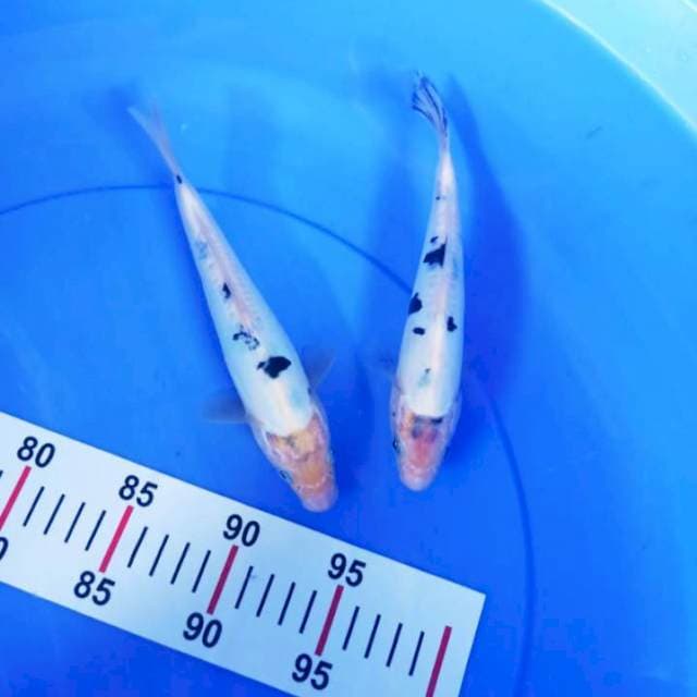 BEKKO 20-21CM