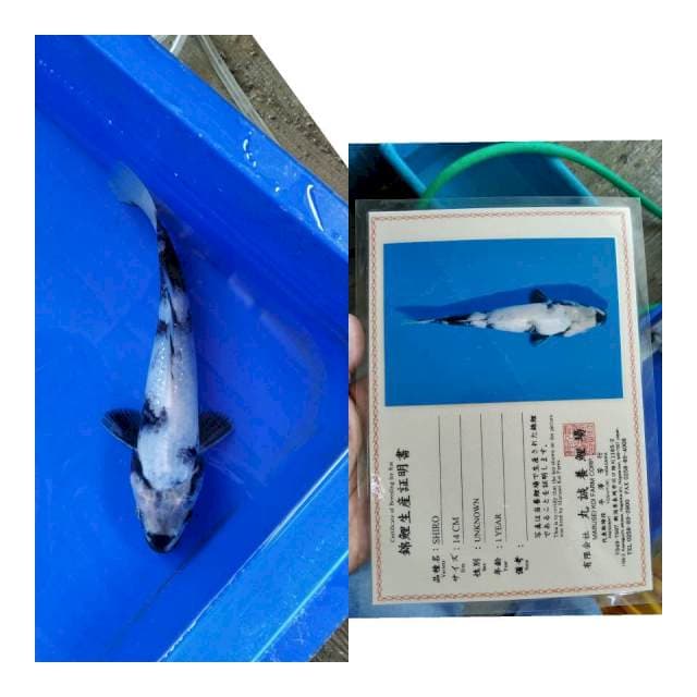 Shiro marusei