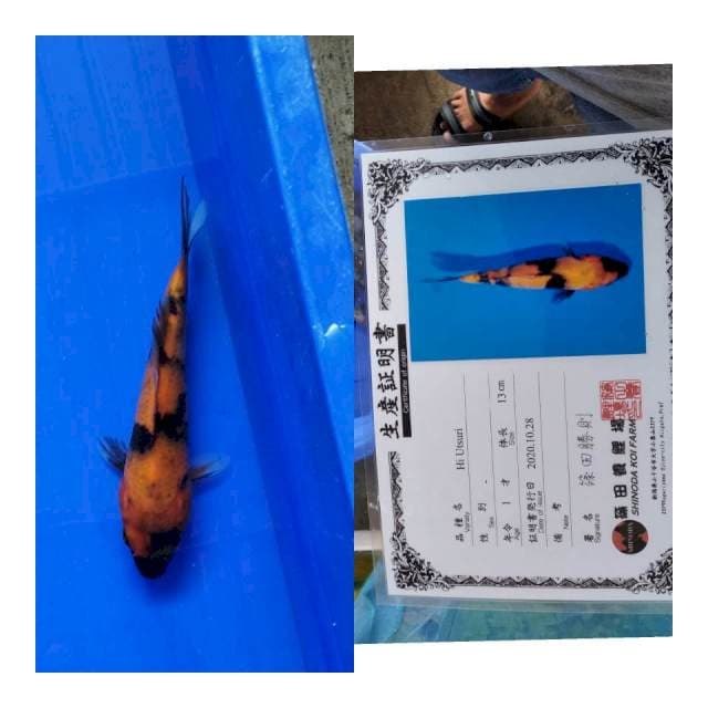 Hiu shinoda