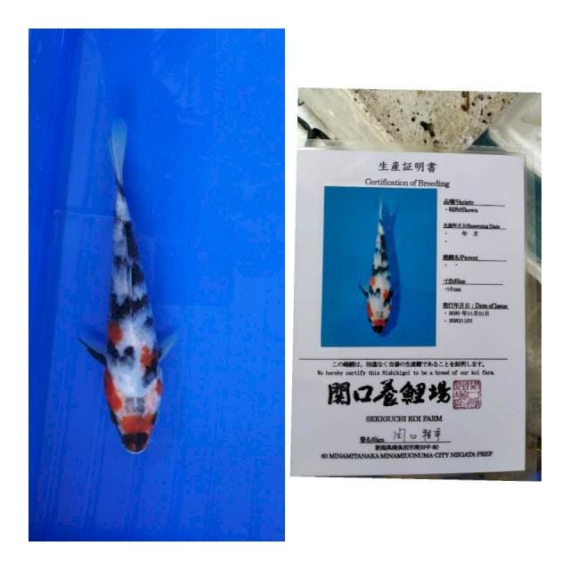 Showa sekiguchi