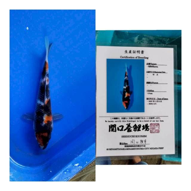 Showa sekiguchi