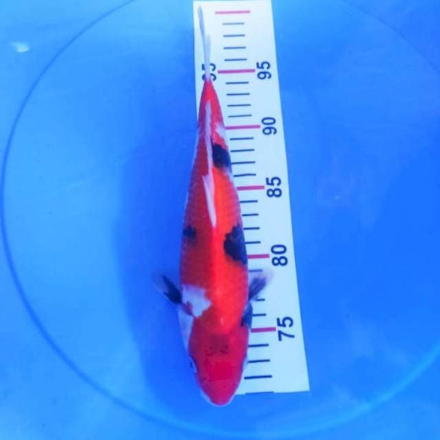 SHOWA 28CM
