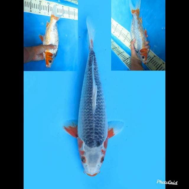 31cm Male , Asagi