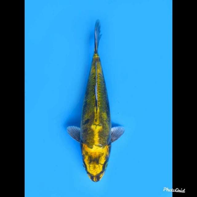 20cm Male , Super Unique