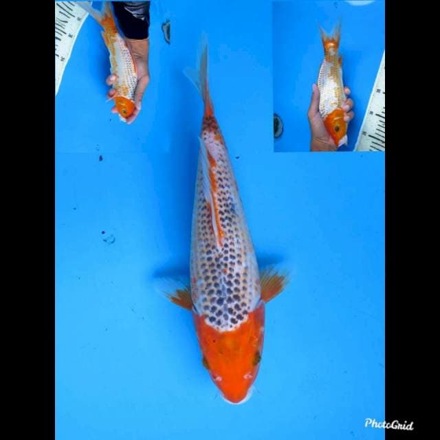 26cm fml , Asagi Unique