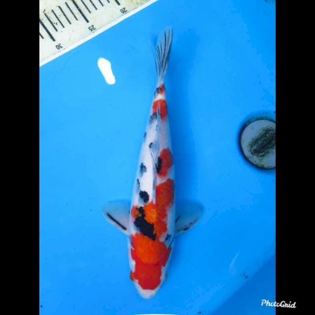 31cm Male , Taisho Sanke