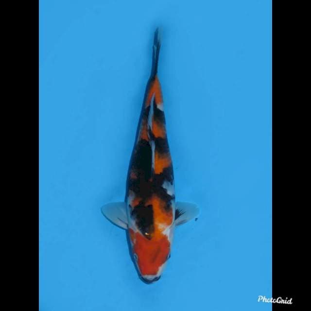 35cm fml , Showa Sanshoku