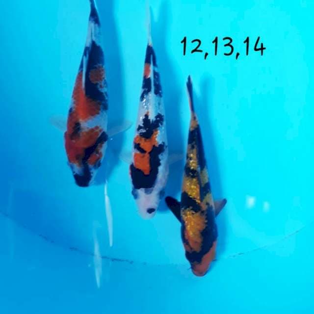 Trio semongko