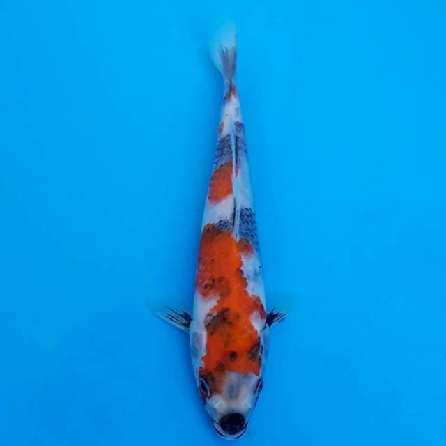 showa sanshoku 22cm HQ