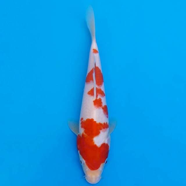 kohaku 23cm HQ