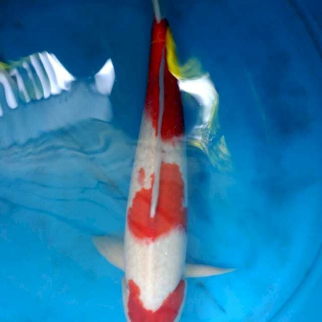 Jumbo Male Ori